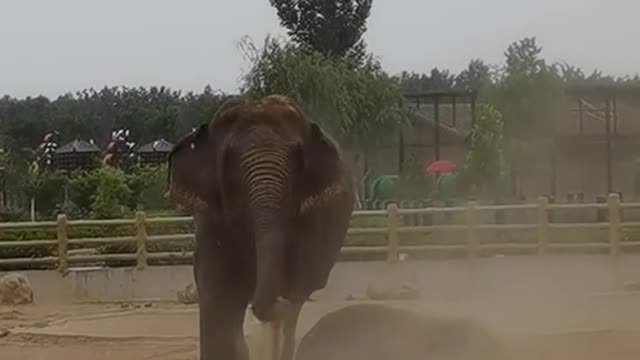 elephants