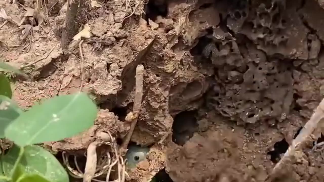 A man digs a hole in the ground meet Parrots in nest Catch a lot of parrots