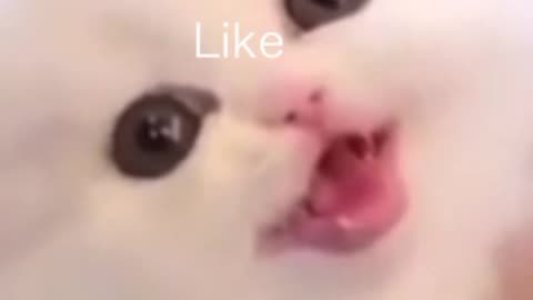 Cute