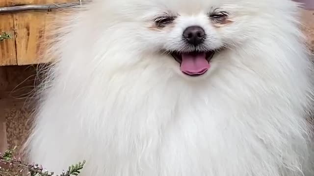 The sweetest dog of today? There he is! Dogs grow up!