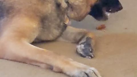 German Shepard opens his Christmas gift