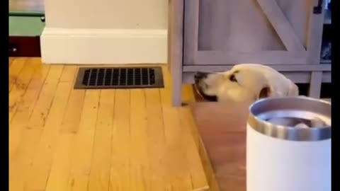 I love you dog say I love you 3