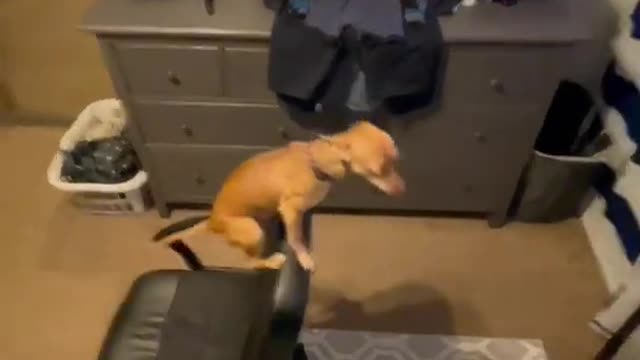 Super funny animal videos from TikTok - Try not to laugh #1🤣🤣🤣