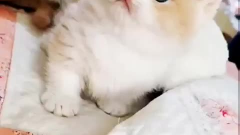 Cute cats😍😍