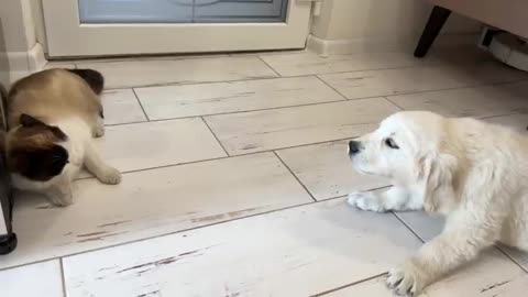 Golden Retriever Puppy Confused by New Cat