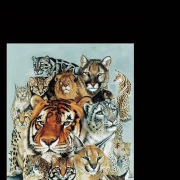 Parrots wants to play with Human