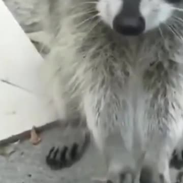 raccoon eats from hand