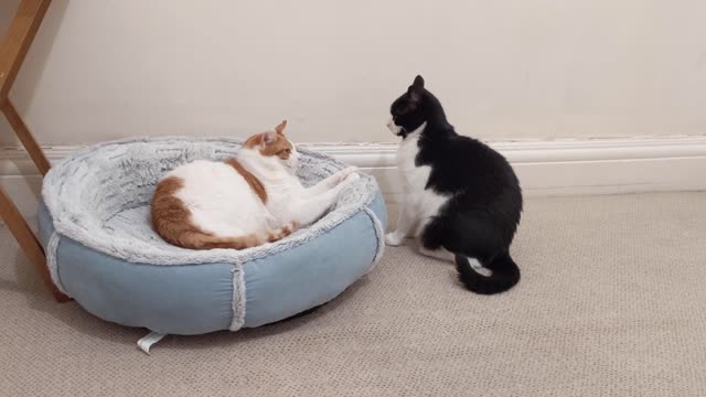 Cat Kisses Other Cat Then Immediately Attacks It 4K