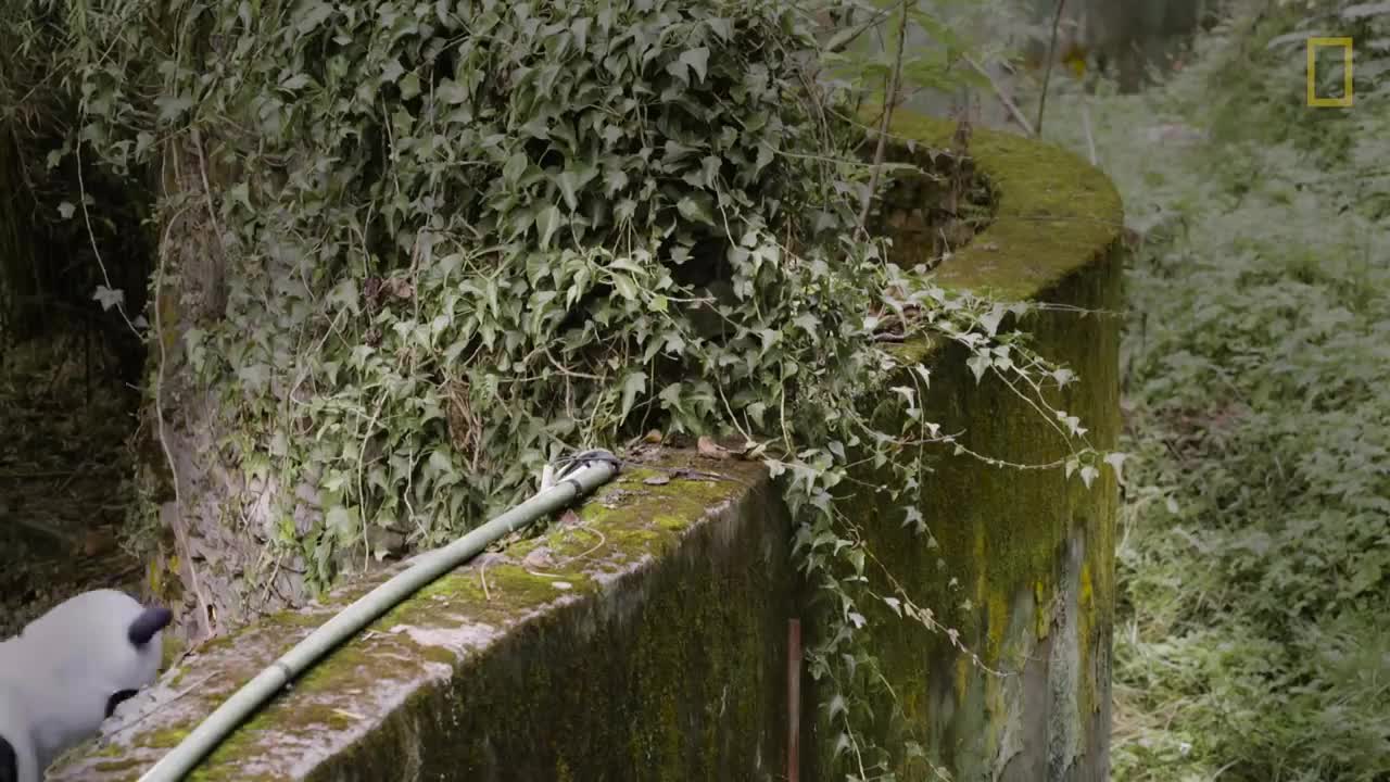 Raising Cute Pandas: It's Complicated | National Geographic