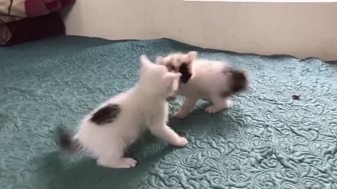 2 cat fighting