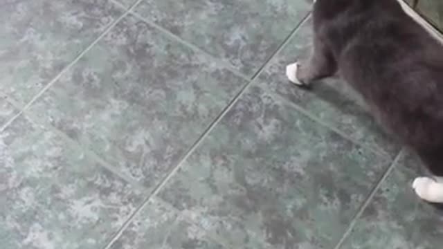 Cat Scared of Shoe Tries to Attack it