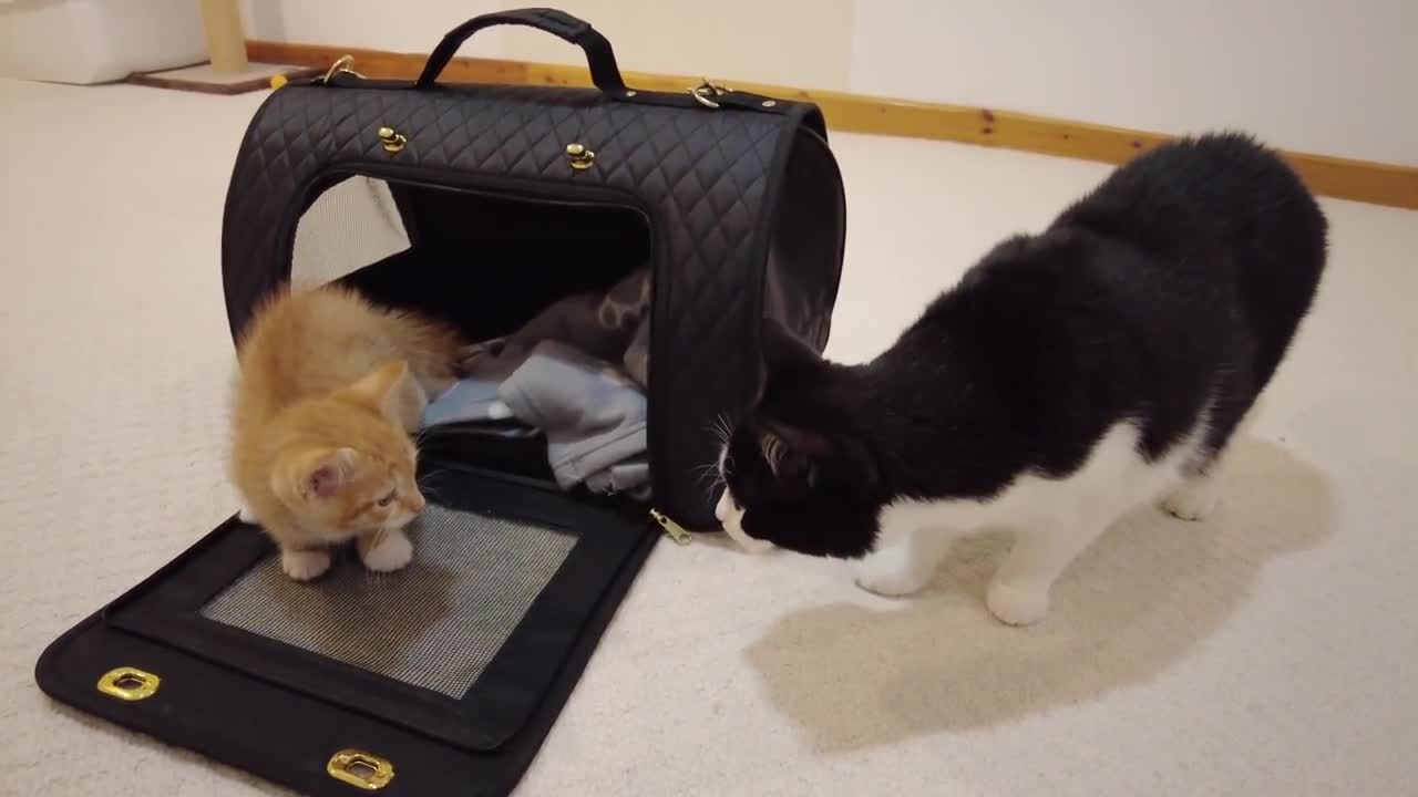 New Kitten Meets Cats For The First Time