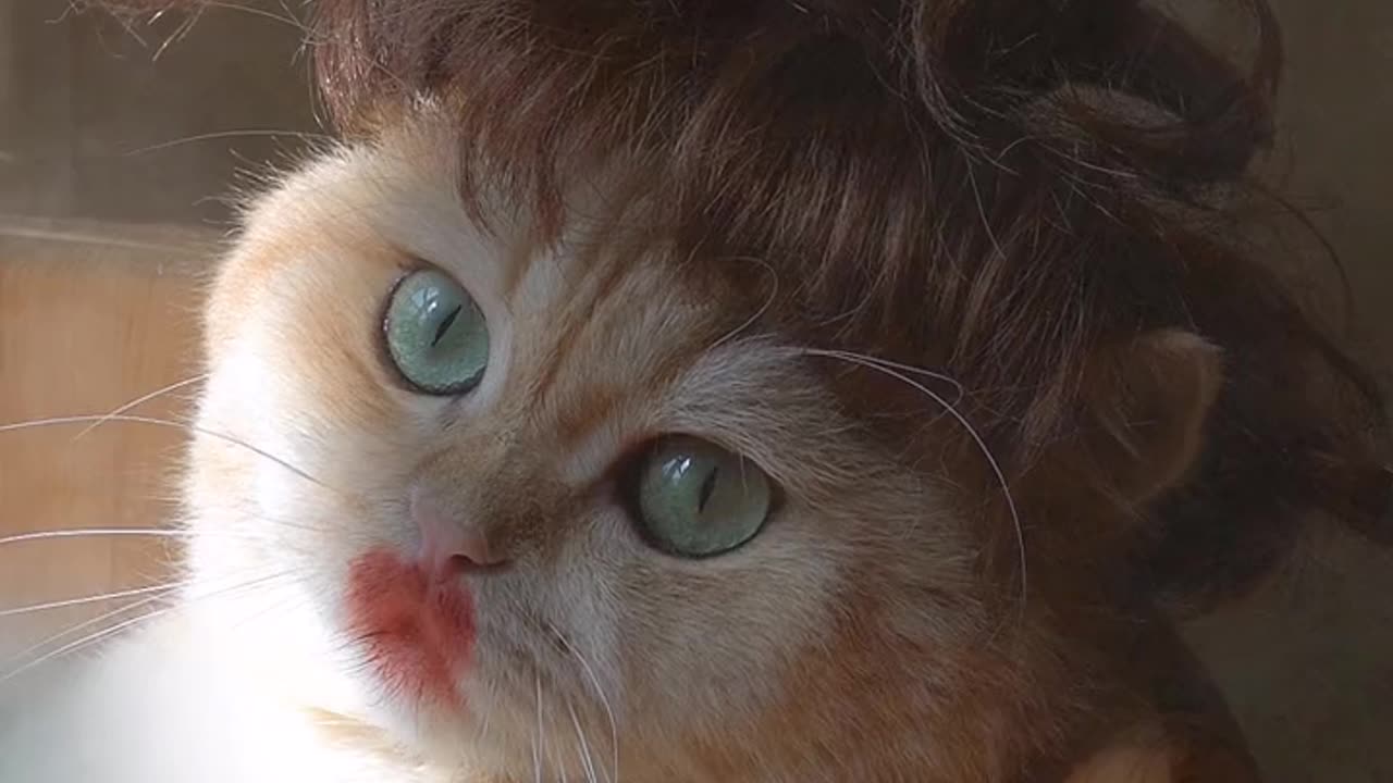 Cat Funny Video