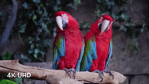 Colorful Birds in - Planet Earth | Beautiful Bird Sounds Nature Relaxation