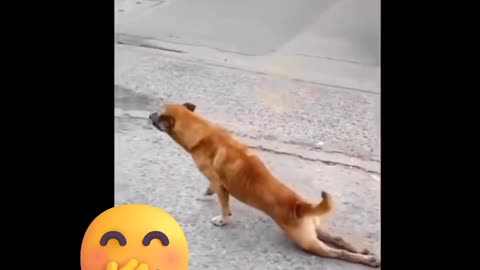 FUNNY ANIMALS VIDEO