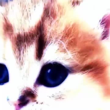 Cat animals funny cute 06