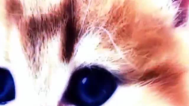 Cat animals funny cute 06