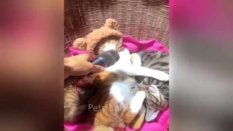 You Laugh You Lose 😅 Funniest Cats and Dogs 2024