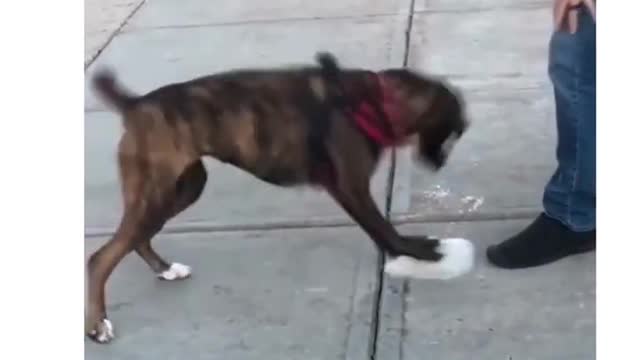 funny dog prank short