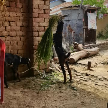 local village goat eating