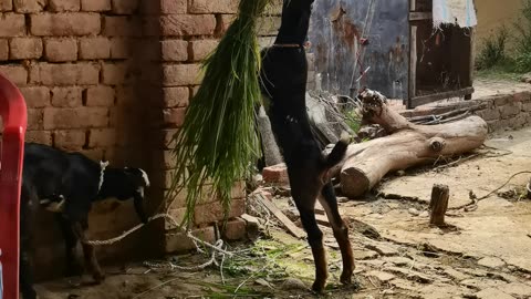 local village goat eating