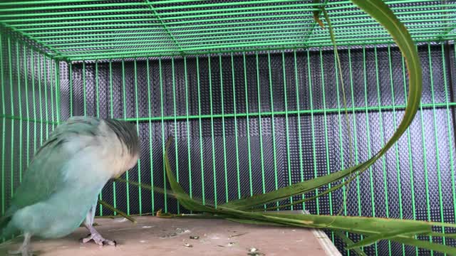 A colorful parrot playing with a green leaf.