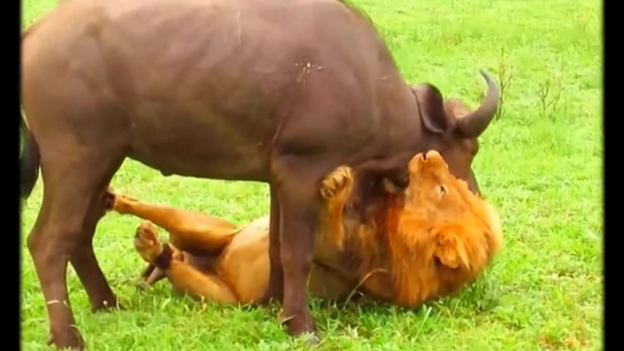 This male Lion almost died when it tried hunting the Buffalo alone without the pride 😲