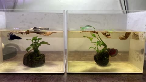 Crowntail Betta and Halfmoon betta