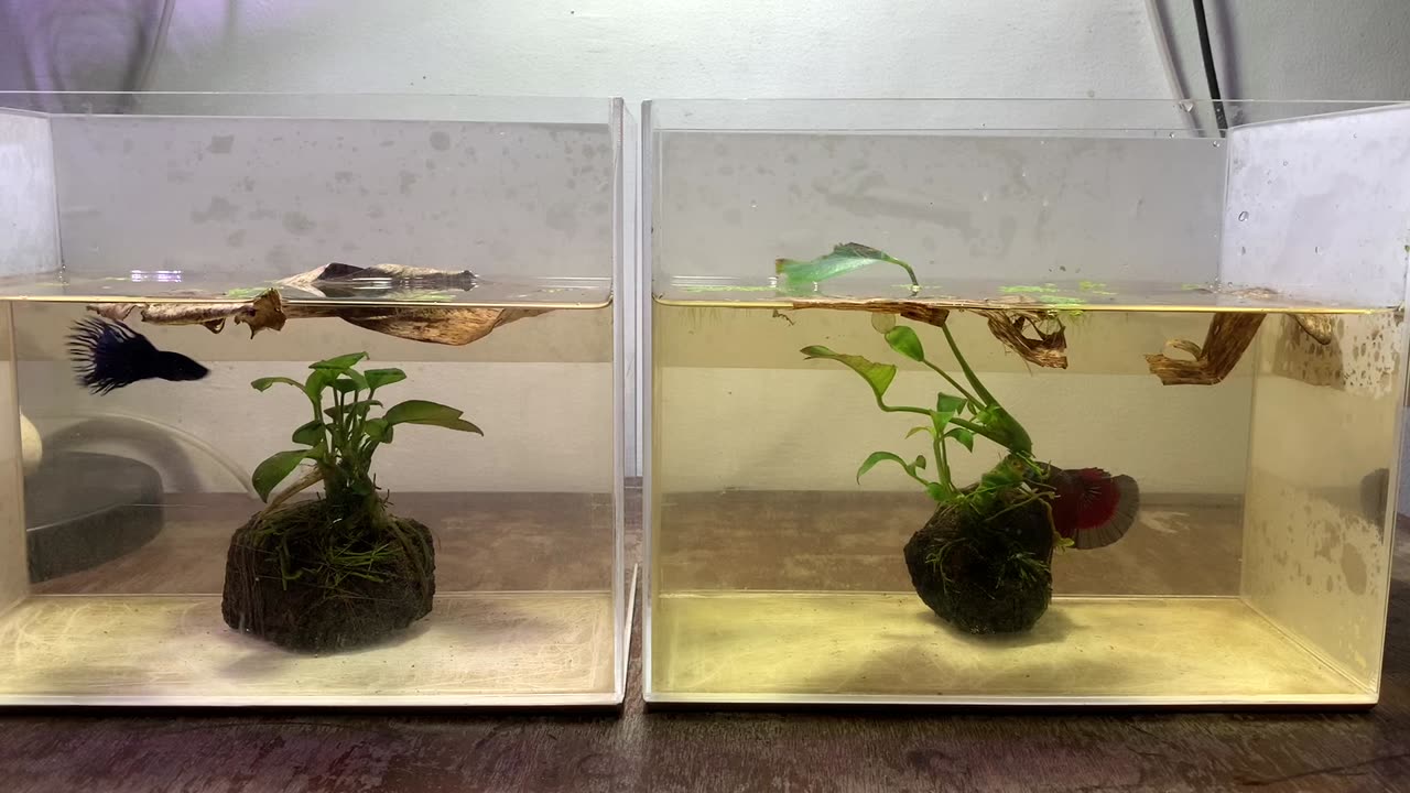 Crowntail Betta and Halfmoon betta