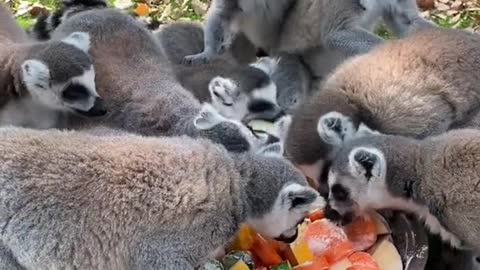 lemurs