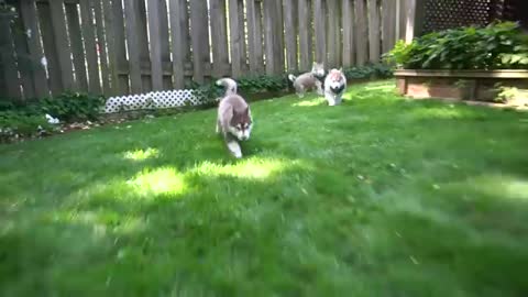 Attempting to bathe a litter of Husky puppies!