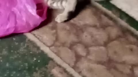 Котик