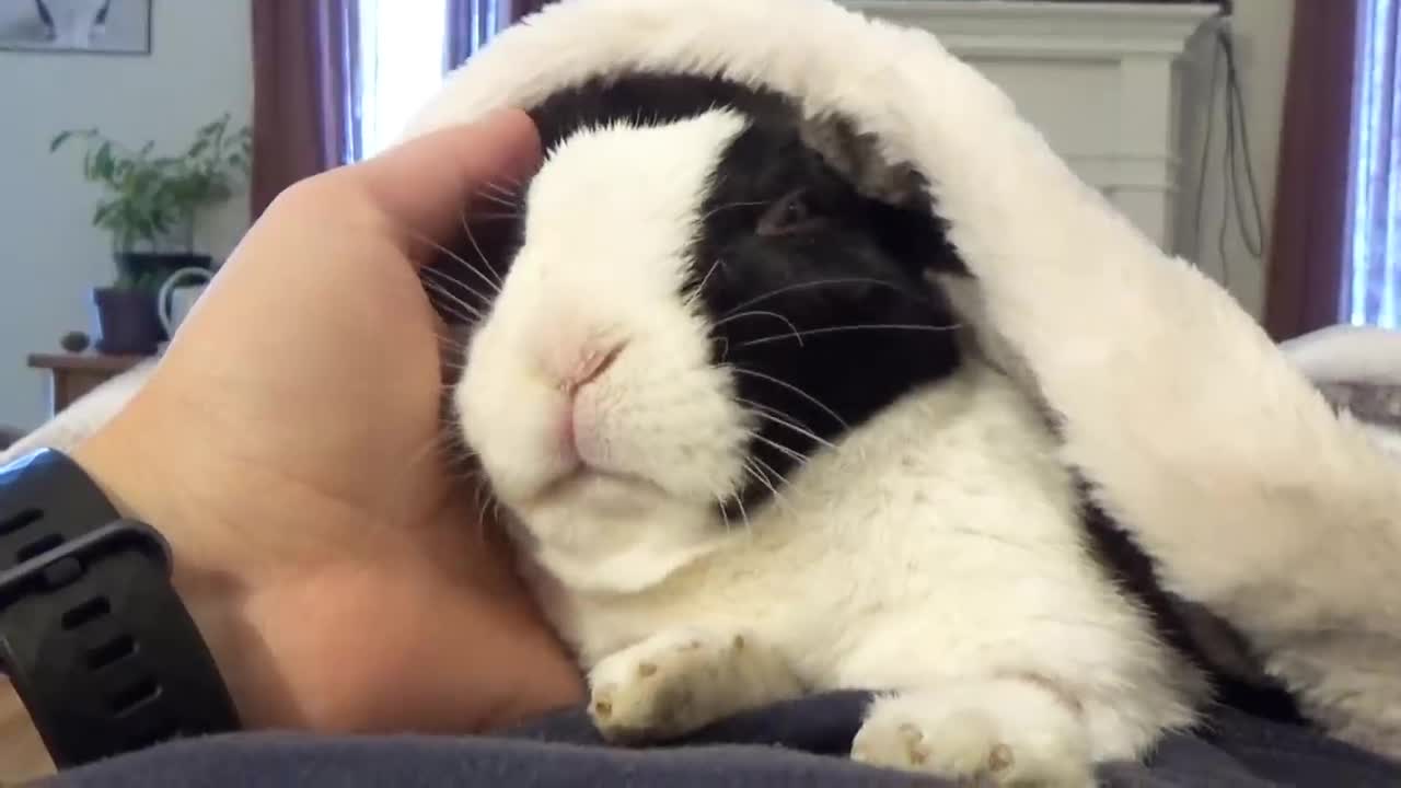 Rabbit learns he is adopted