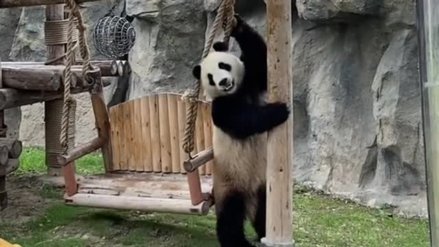 giant pandas