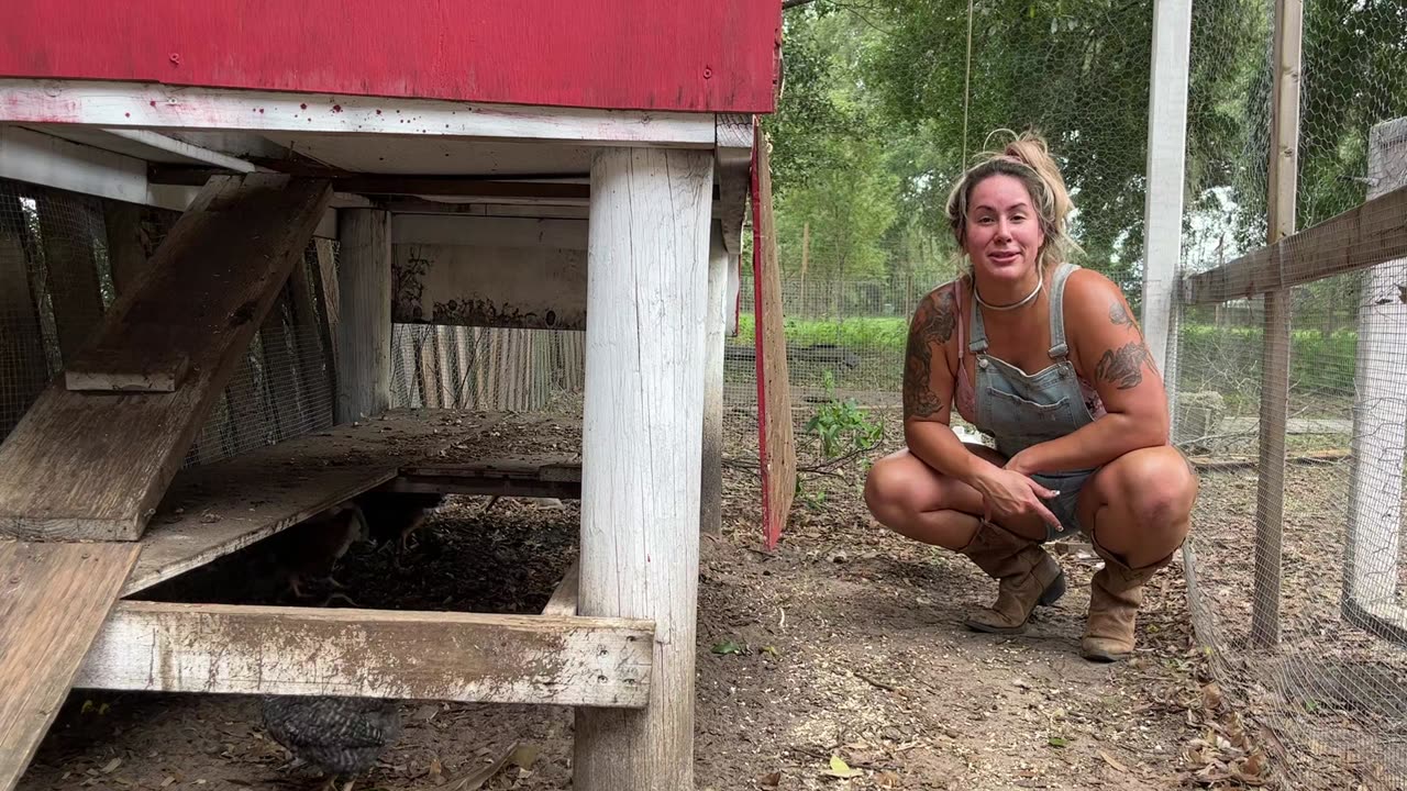 Growing Our Flock- Baby Chicks Go Out into the Wild!