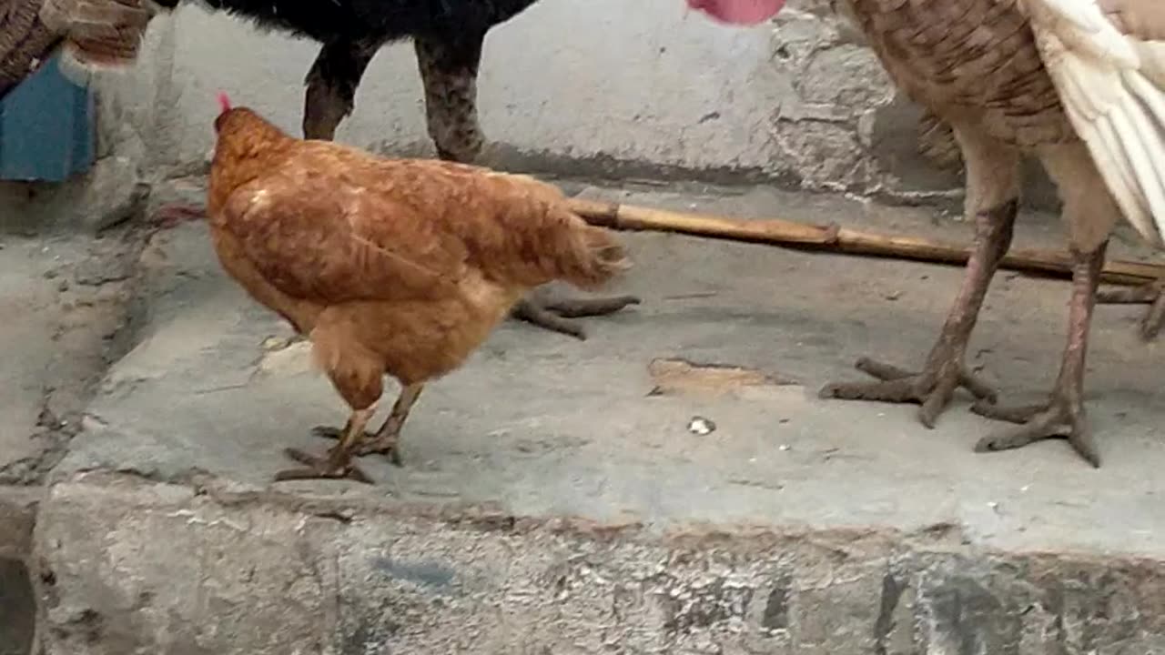 Turkey 🦃🦃🦃 hens in Pakistan city