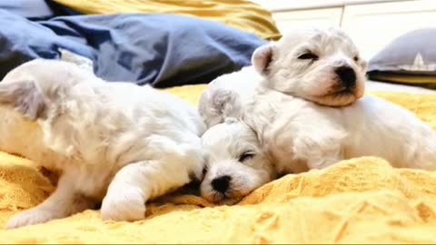 The first time a dog opens his eyes and sees the world, record it