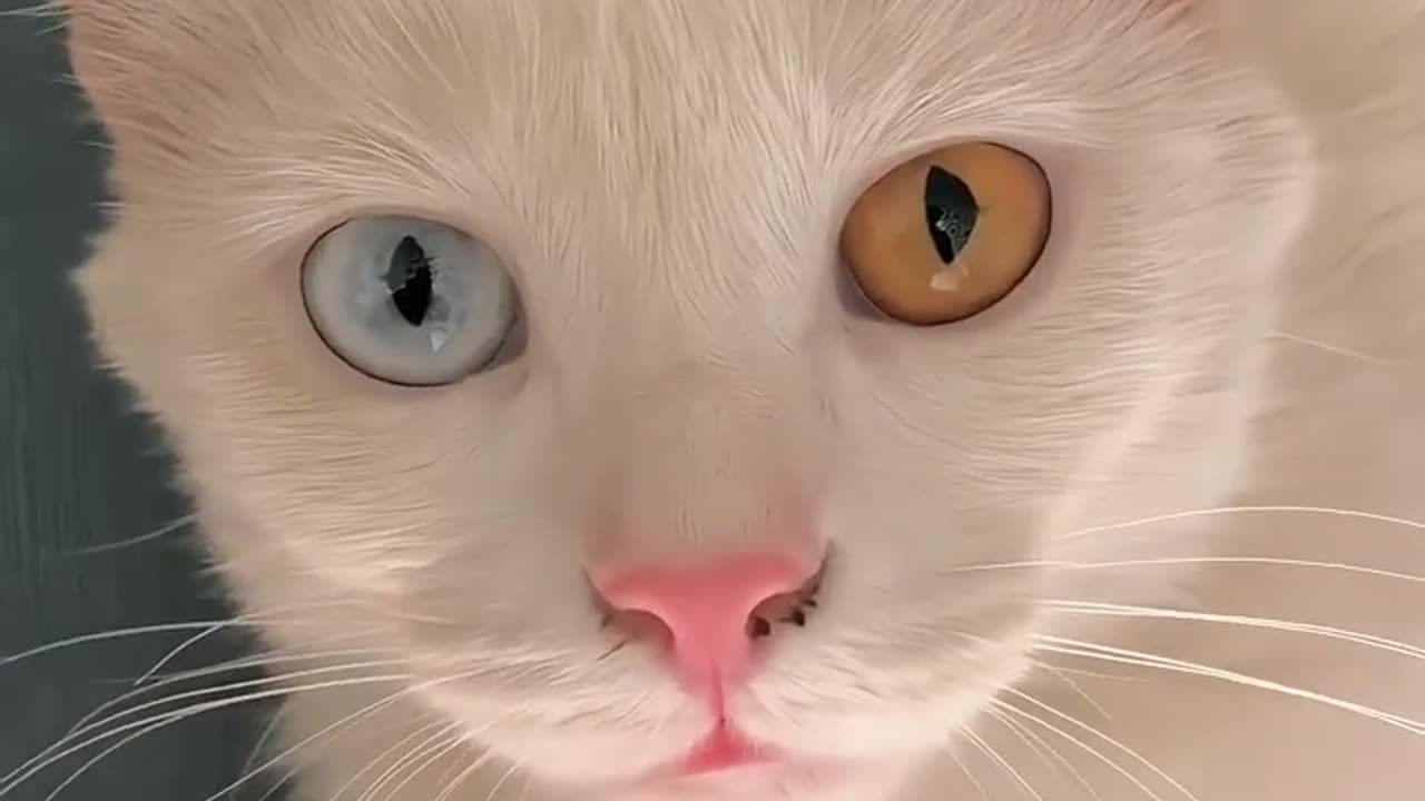 Cat Eyes Different Colours