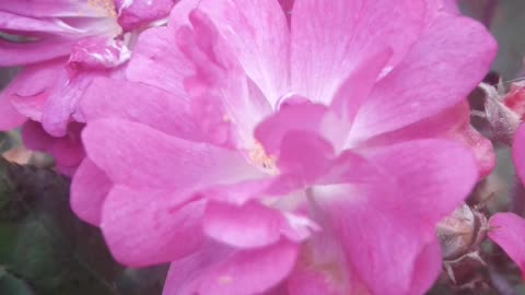 Close up of thornless roses