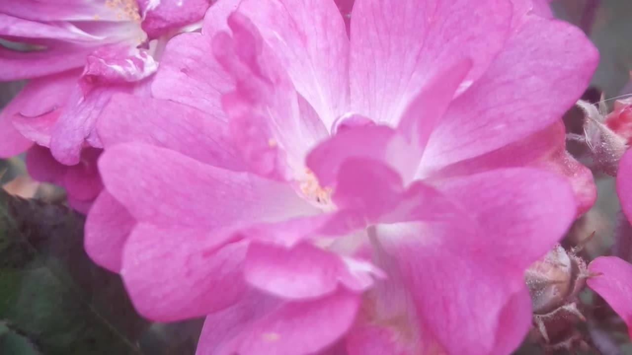 Close up of thornless roses