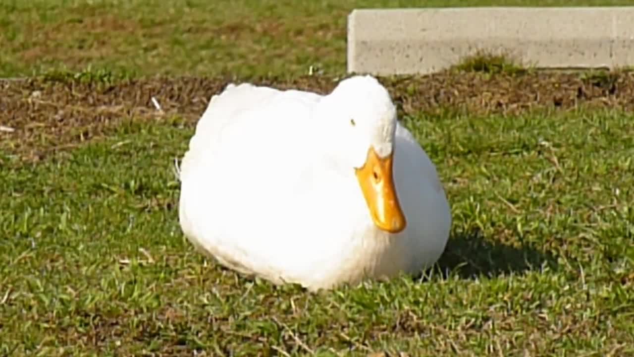 Lullaby Duck Sleeping All Day