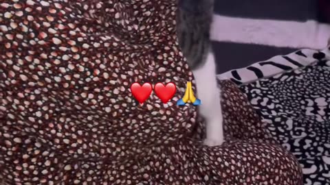 Cat cuddles amidst prayer🙏