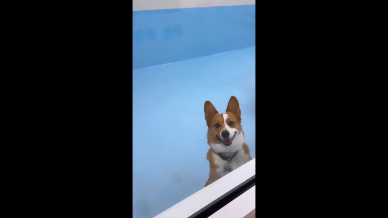Pup's heartwarming reaction to owner picking him up from