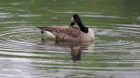Beautiful duck's swimming on the water