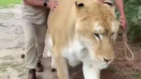 Biggest cat in the world