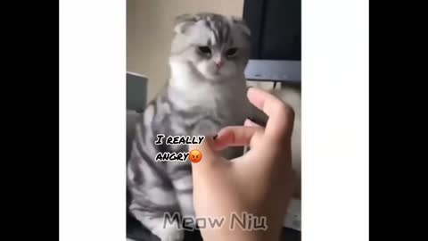Best Cat Slap 👋🏼 Very Funny Video