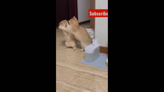 Cute Cats Fighting Comedy Funny Video..!!