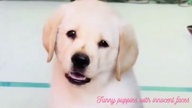 Funny puppies with innocent faces