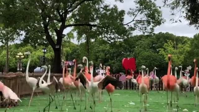 flamingos