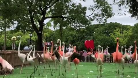 flamingos